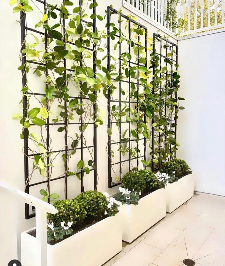 Image of three metal garden trellis with vines growing on them  